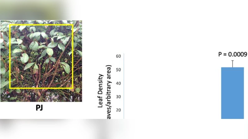 Premature Unilateral Ripening in Euonymus alatus: Two Hits Leave(s) a   Red Face