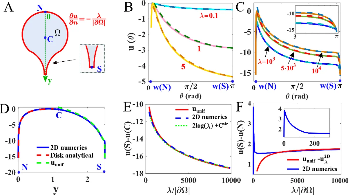 Geometrical effects on nonlinear electrodiffusion in cell physiology