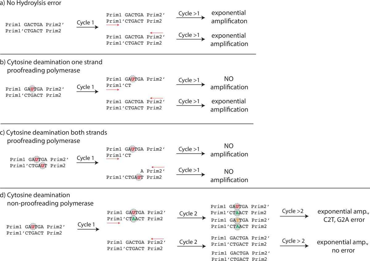 A Characterization of the DNA Data Storage Channel