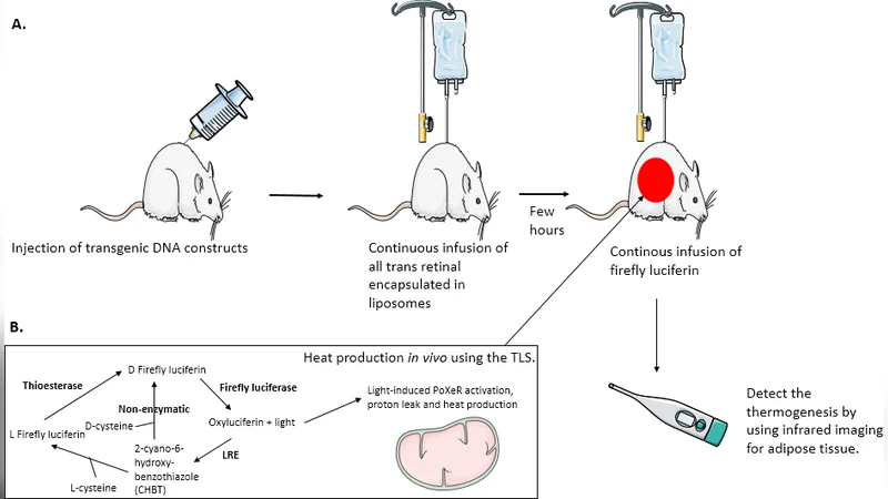 Can the light be used to treat obesity and diabetes?