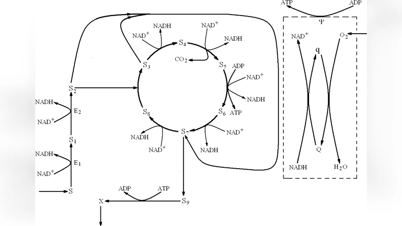 Nonlinear Self-organization Dynamics of a Metabolic Process of the Krebs   Cycle