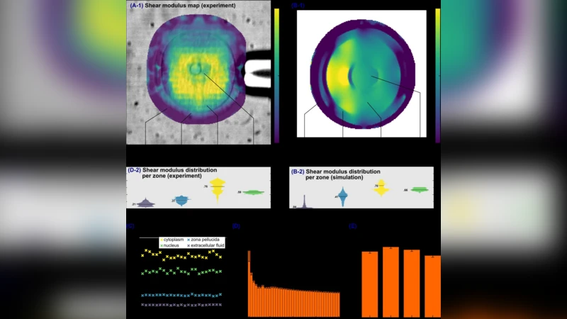 Ultrafast imaging of cell elasticity with optical microelastography