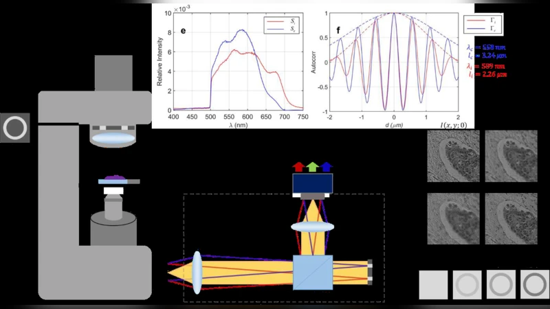 Quantitative Histopathology of Stained Tissues using Color Spatial Light   Interference Microscopy (cSLIM)