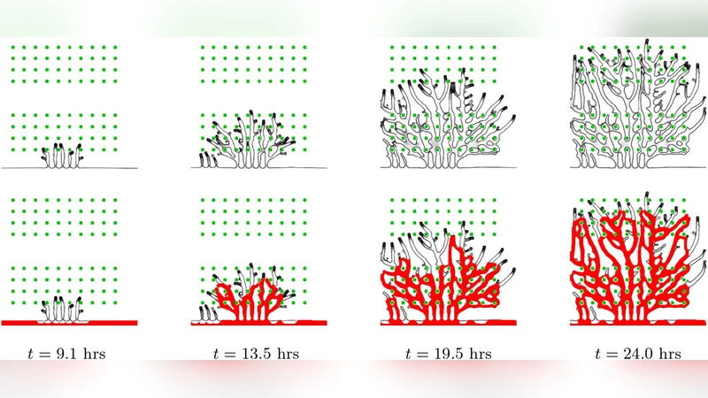 Angiogenic Factors produced by Hypoxic Cells are a leading driver of   Anastomoses in Sprouting Angiogenesis---a computational study