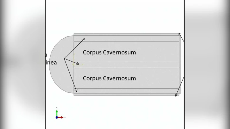 A Numerical Study of the Relationship Between Erectile Pressure and   Shear Wave Speed of Corpus Cavernosa in Ultrasound Vibro-elastography