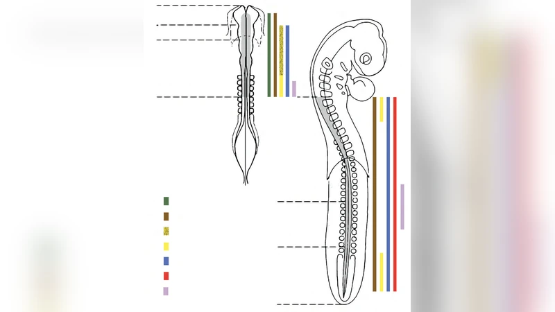 The importance and impact of discoveries about neural crest fates