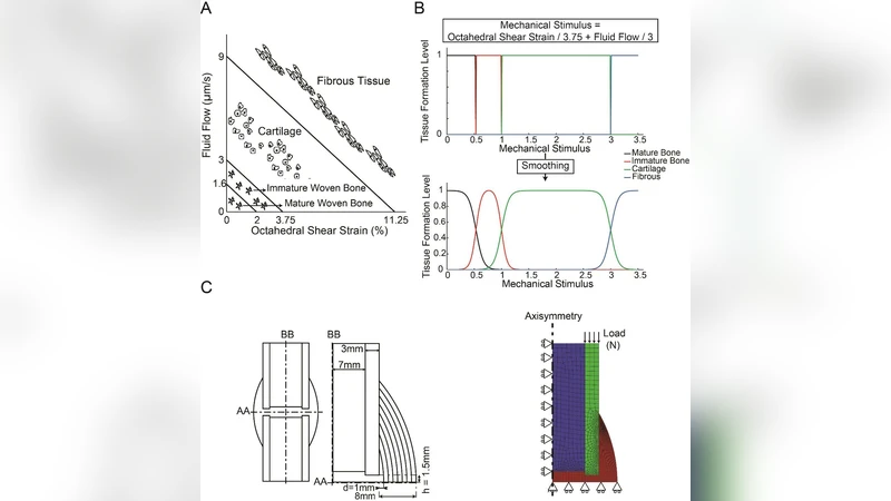 Computational Modeling of the Effects of Inflammatory Response and   Granulation Tissue Properties on Human Bone Fracture Healing