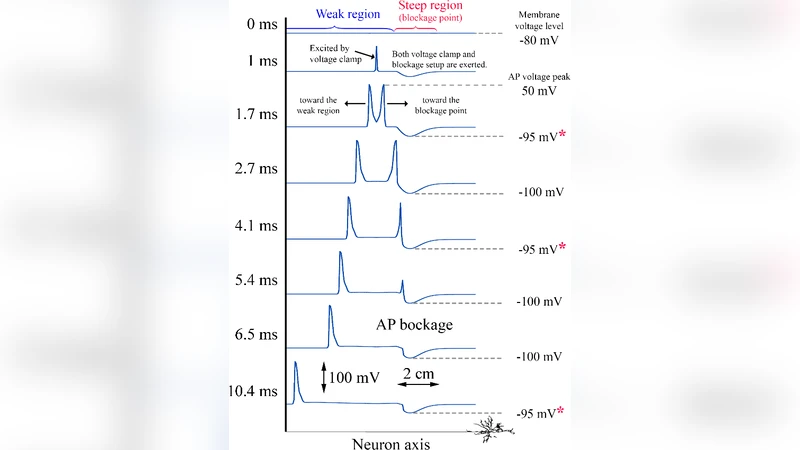 Noninvasive Blockade of Action Potential by Electromagnetic Induction