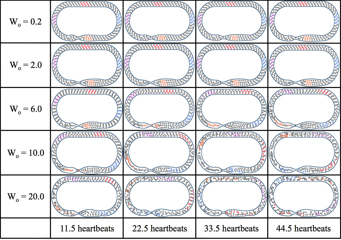 On the dynamic suction pumping of blood cells in tubular hearts