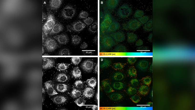 Important factors for cell-membrane permeabilization by gold   nanoparticles activated by nanosecond-laser irradiation
