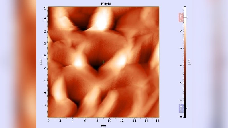 Ferrimagnetic organelles in multicellular organisms