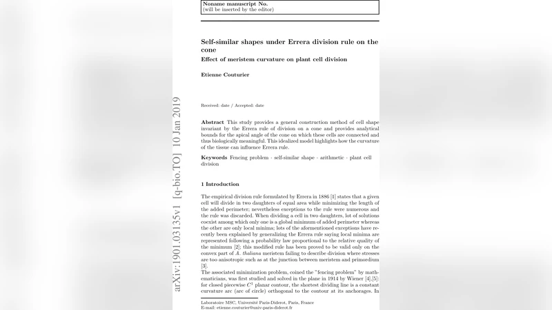 Self-similar shapes under Errera division rule on the cone