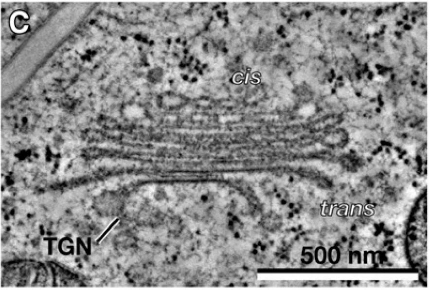 Parametric FEM for Shape Optimization applied to Golgi Stack