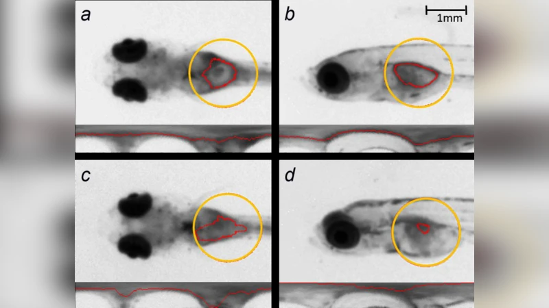 Atlas-based automated detection of swim bladder in Medaka embryo