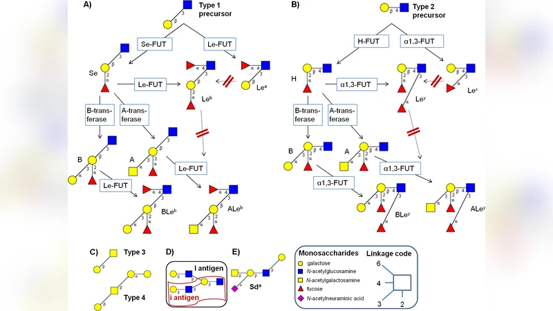 Histo-blood group glycans in the context of personalized medicine