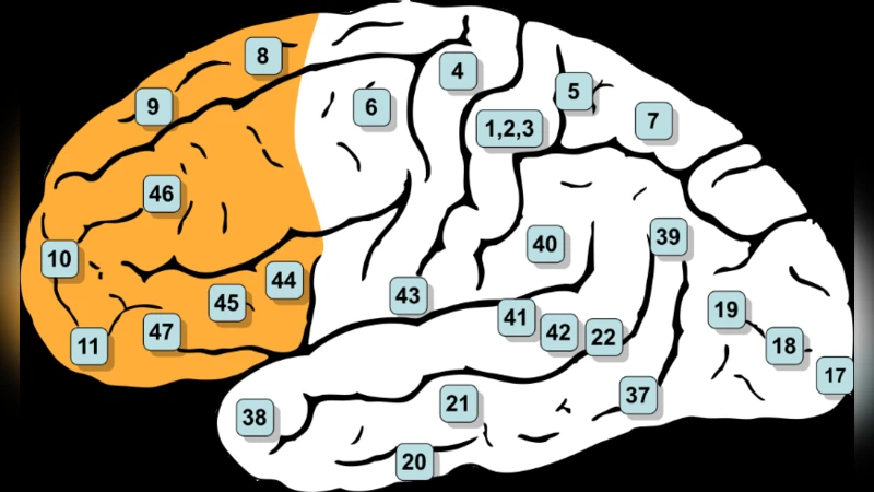 A Comprehensive Analysis of 2D&3D Video Watching of EEG Signals by   Increasing PLSR and SVM Classification Results