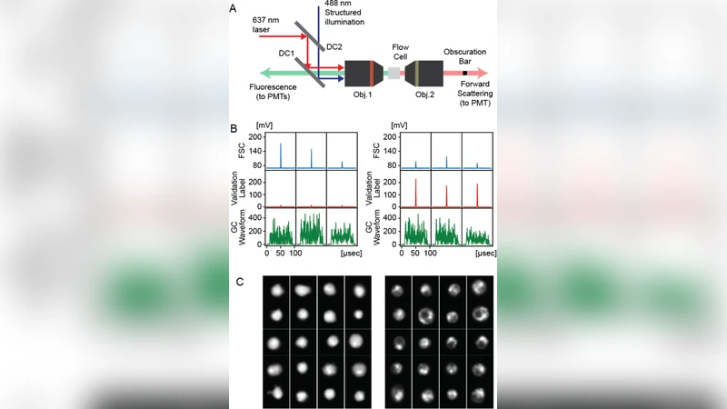 Use of Ghost Cytometry to Differentiate Cells with Similar Gross   Morphologic Characteristics