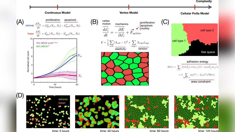 Single-cell approaches to cell competition: high-throughput imaging,   machine learning and simulations