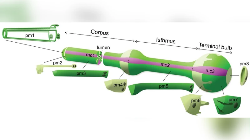 Deciphering the underlying mechanisms of the pharyngeal motions in   Caenorhabditis elegans