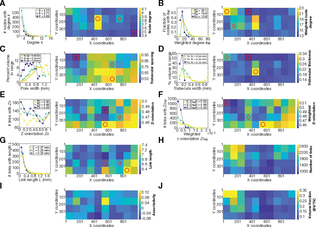 Network models for characterization of trabecular bone