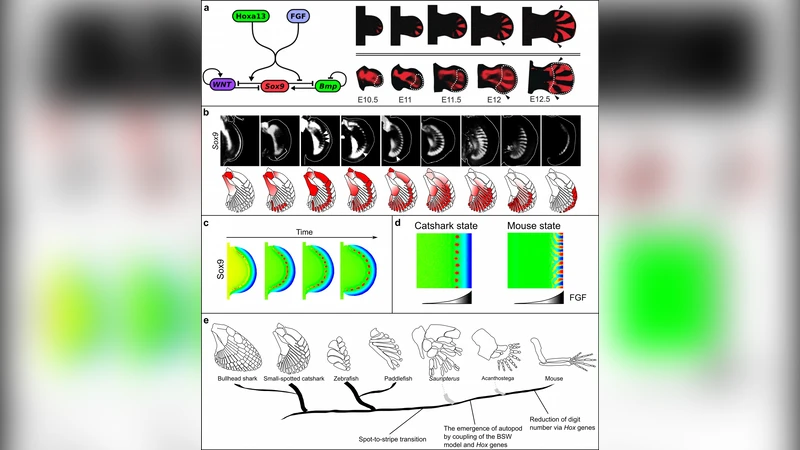 Systems biology approach to the origin of the tetrapod limb