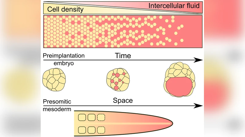 Stay hydrated: Basolateral fluids shaping tissues