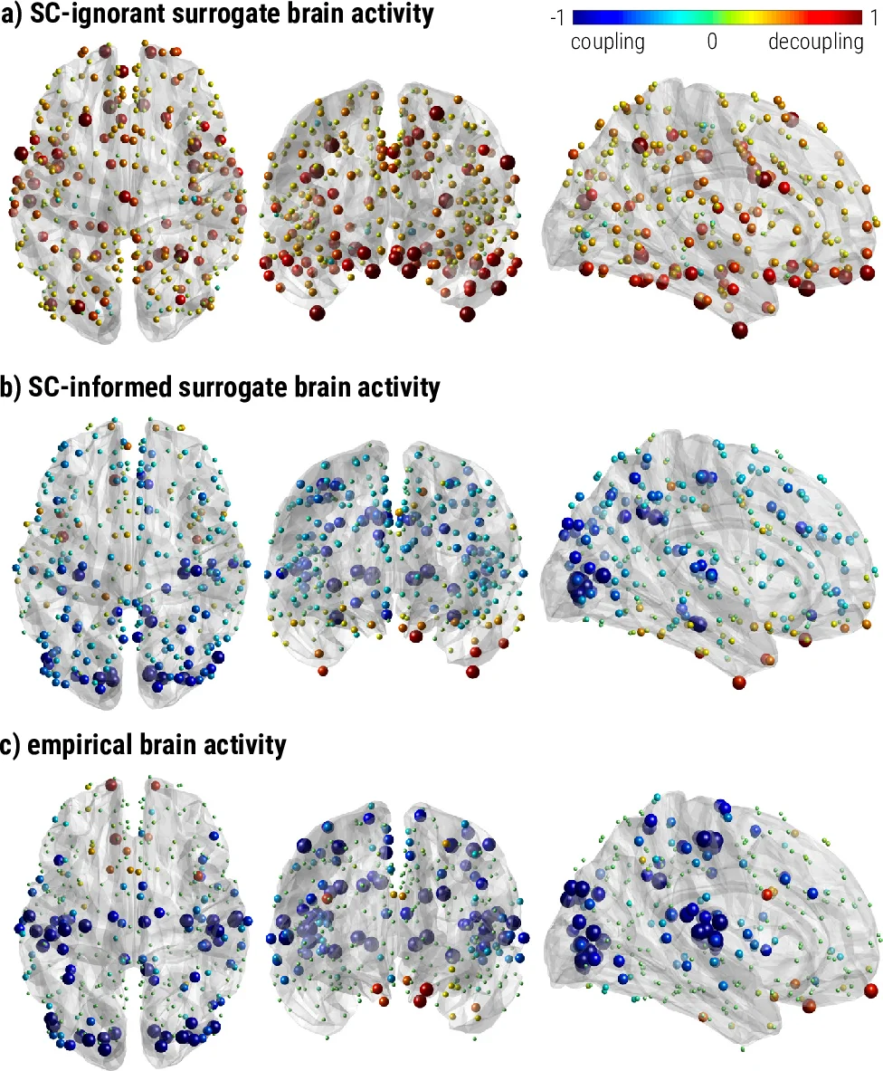 Decoupling of brain function from structure reveals regional behavioral   specialization in humans