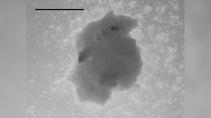 Modulation of the cardiomyocyte contraction inside a hydrostatic   pressure bioreactor: $textit{in vitro}$ verification of the Frank-Starling   law