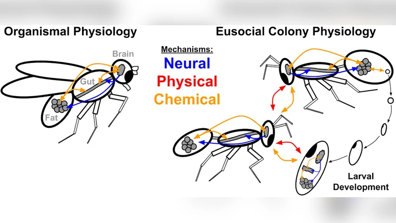 Decentralized physiology and the molecular basis of social life in   eusocial insects