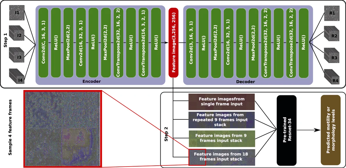 Extracting temporal features into a spatial domain using autoencoders   for sperm video analysis