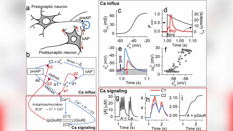 Simplified calcium signaling cascade for synaptic plasticity