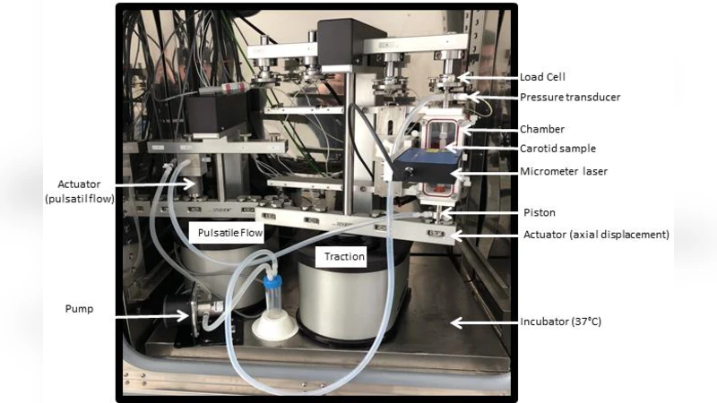 In vitro histomechanical effects of enzymatic degradation in carotid   arteries during inflation tests with pulsatile loading