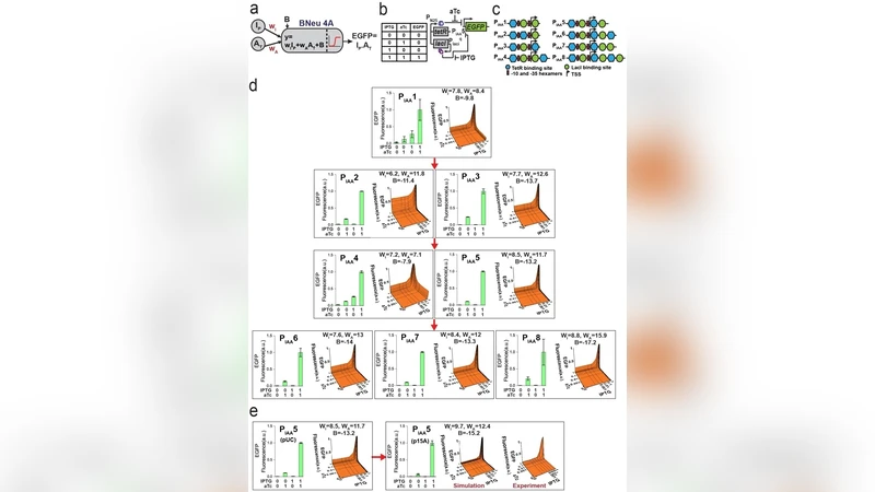 A single layer artificial neural network with engineered bacteria