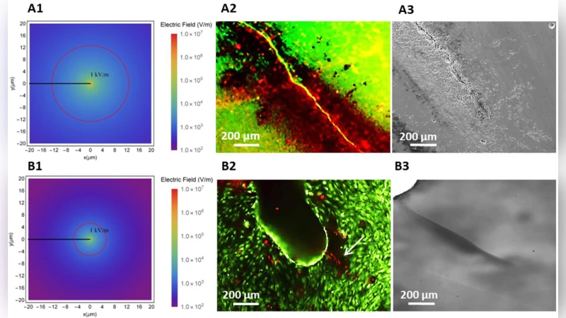 Investigation of the cellular response to bone fractures: evidence for   flexoelectricity