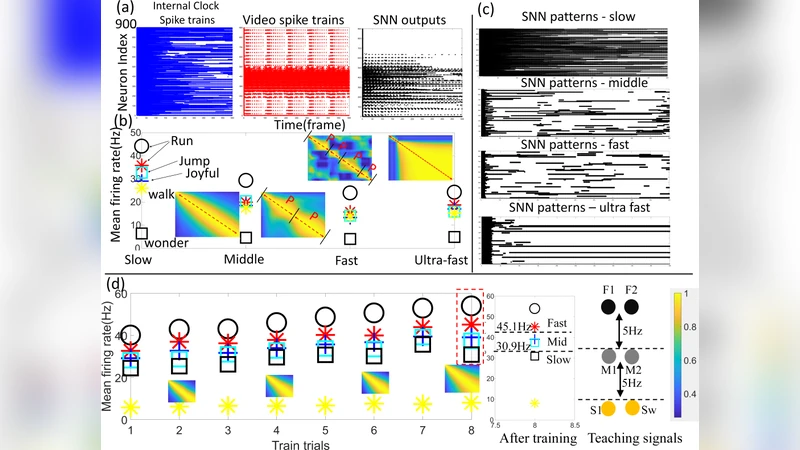 An Internal Clock Based Space-time Neural Network for Motion Speed   Recognition