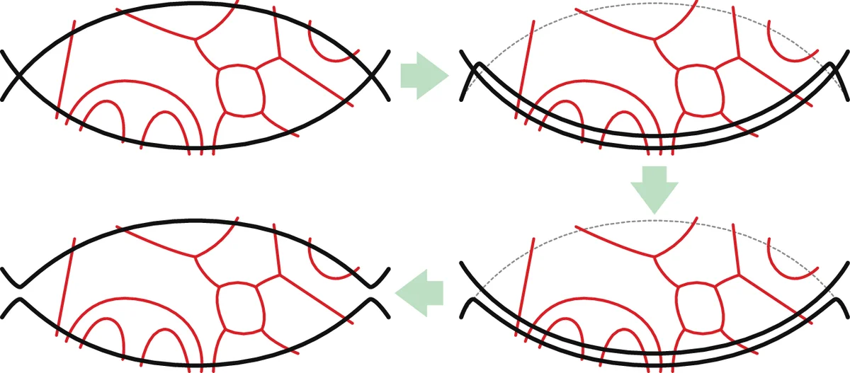 Tightening Curves on Surfaces Monotonically with Applications