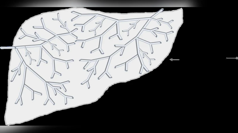 Speckle from branching vasculature: dependence on number density