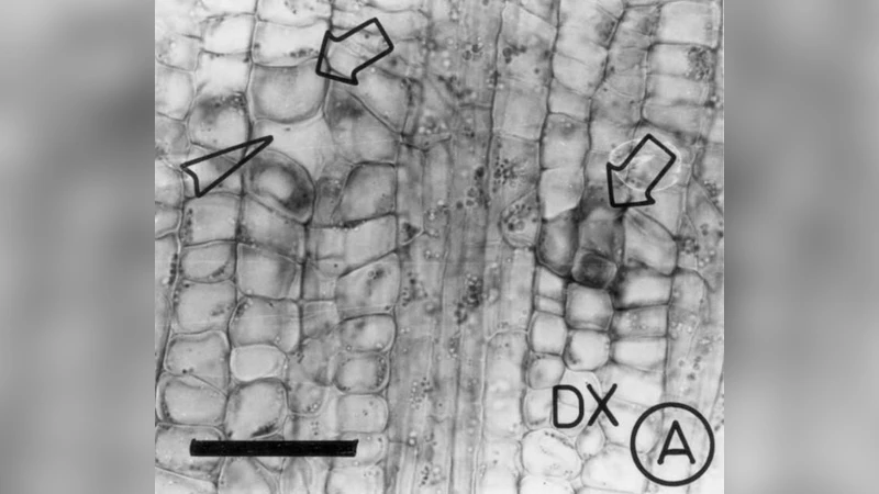 Holocrine Secretion and Kino Flow in Angiosperms: Their Role and   Physiological Advantages in Plant Defence Mechanisms