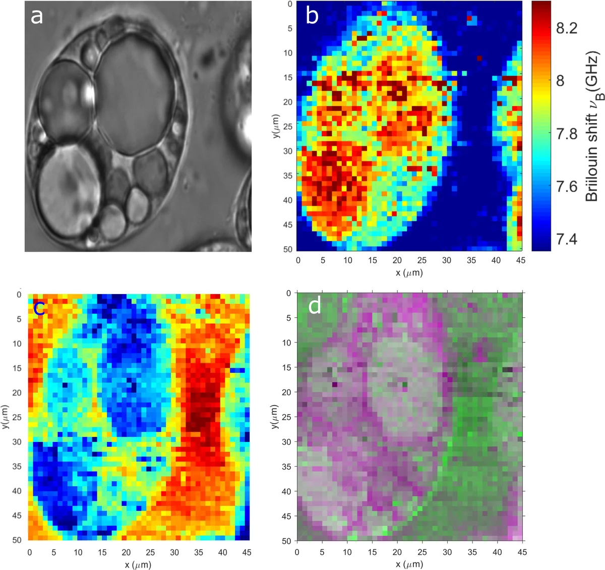 Aromatic Species in the Molecular Universe