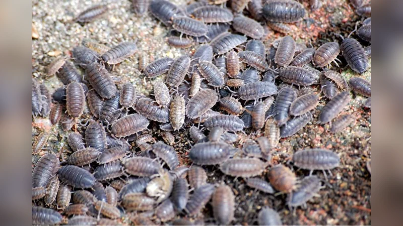 Verifying Probabilistic Timed Automata Against Omega-Regular Dense-Time   Properties