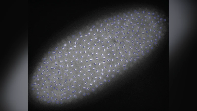 The syncytial Drosophila embryo as a mechanically excitable medium