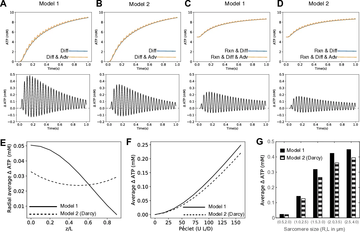 A mechanism for sarcomere breathing: volume change and advective flow   within the myofilament lattice