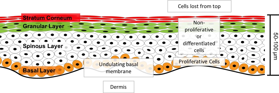 Maintaining the stem cell niche in multicellular models of epithelia