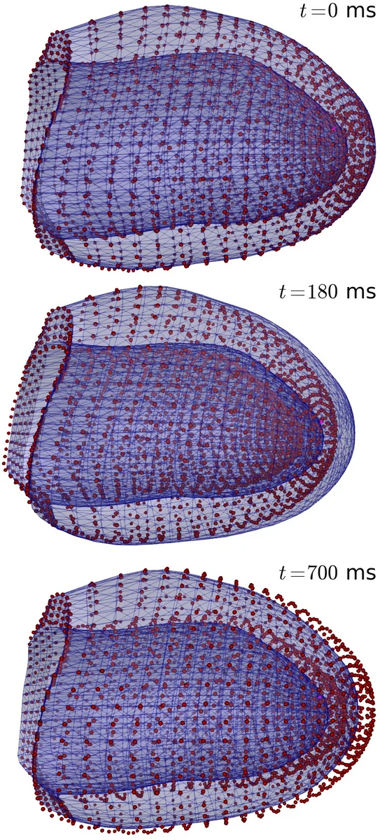 An orthotropic electro-viscoelastic model for the heart with   stress-assisted diffusion