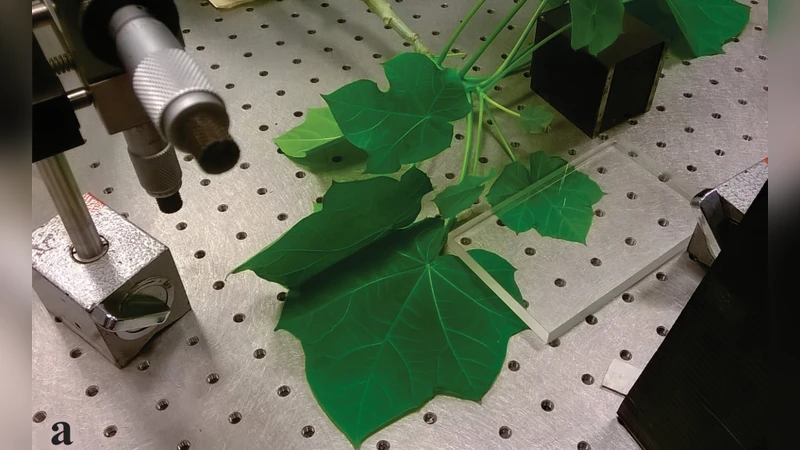 Optical study of laser biospeckle activity in leaves of Jatropha curcas   L. A noninvasive analysis of foliar endophyte colonization