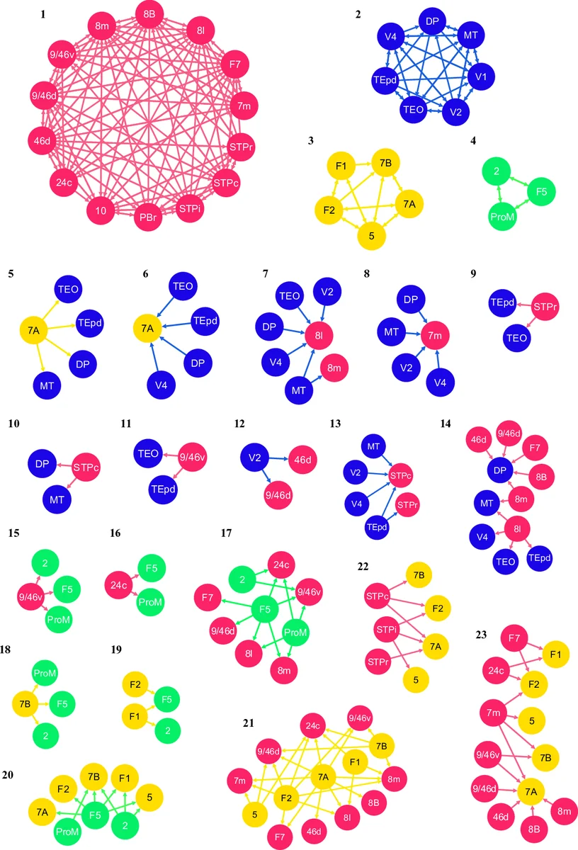 Further insights into the interareal connectivity of a cortical network