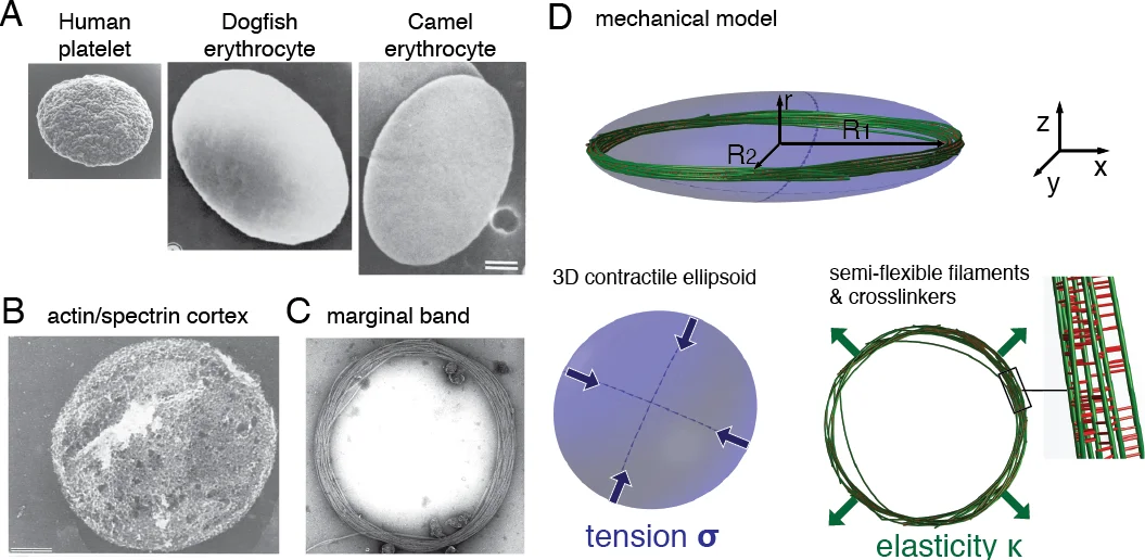 Balance of microtubule stiffness and cortical tension determines the   size of blood cells with marginal band across species