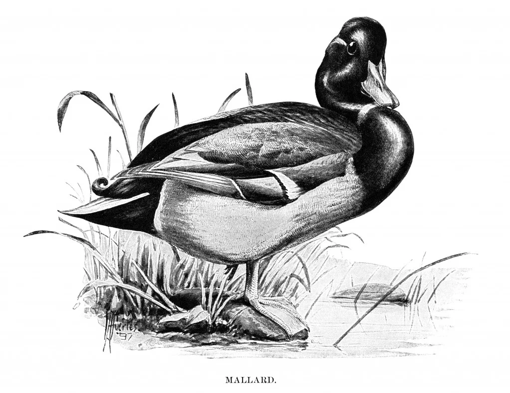 A Incidência Final dos Tributos Indiretos no Brasil: Estimativa Usando a Matriz de Insumo-Produto 2015