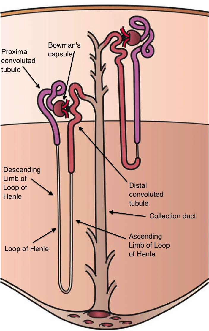Modeling the Effects of Multiple Myeloma on Kidney Function