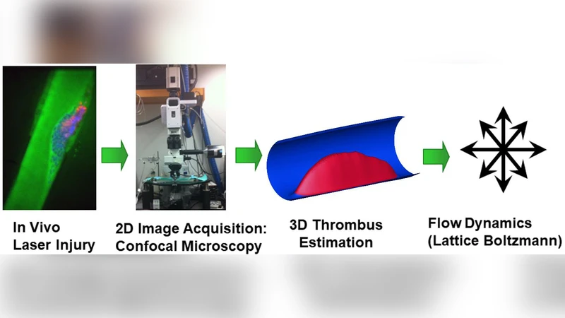 In Vivo Measurement of Blood Clot Mechanics from Computational Fluid   Dynamics based on Intravital Microscopy Images